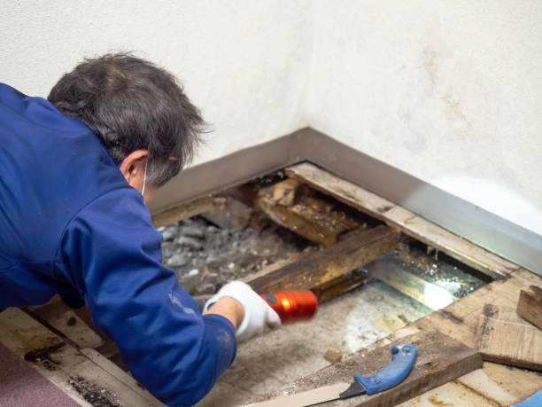 Best Residential Mold Removal  in Jacksboro, TN