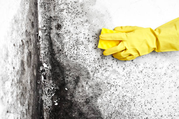 Home Mold Removal in Jacksboro, TN