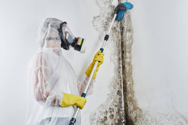 Best Mold Remediation  in Jacksboro, TN