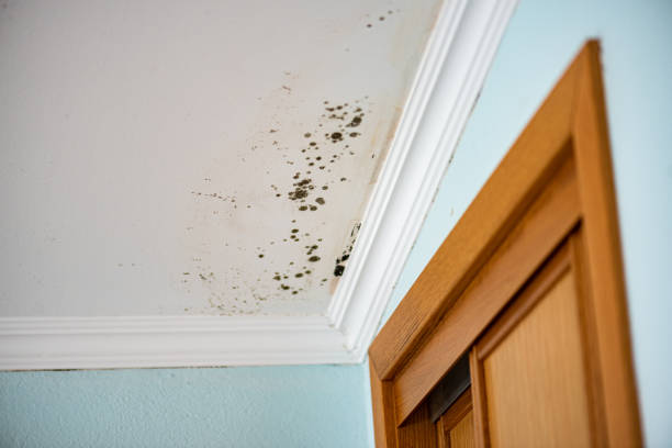 Best Attic Mold Removal  in Jacksboro, TN