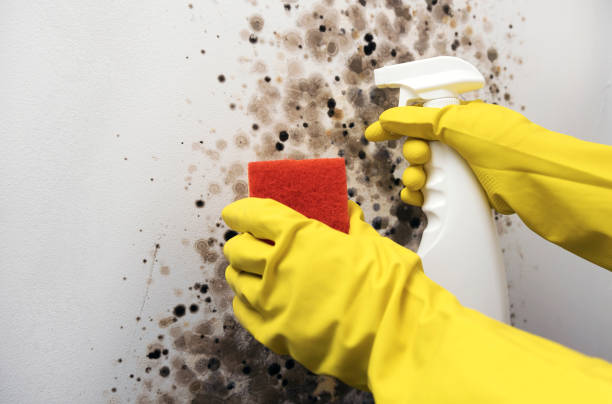 Best Professional Mold Removal  in Jacksboro, TN