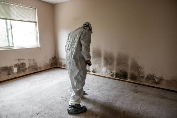 Best Toxic Mold Removal  in Jacksboro, TN